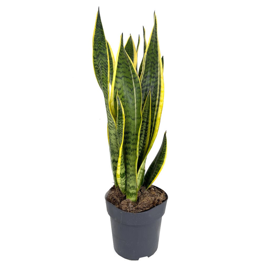 Sansevieria Laurenti M14 45cm (lengua De Suegra)_3