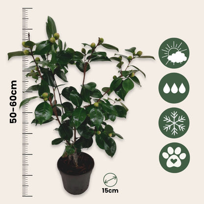 Planta De Té - 2 Pzs - Camellia Japonica 'bonomiana' - Altura 50-60cm - ⌀15cm_2