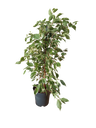 Ficus Benjamina Twilight Indoor Plant 70 Cm