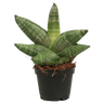 Sansevieria Boncellensis Planta Suculenta Purificadora De Interior Ø6