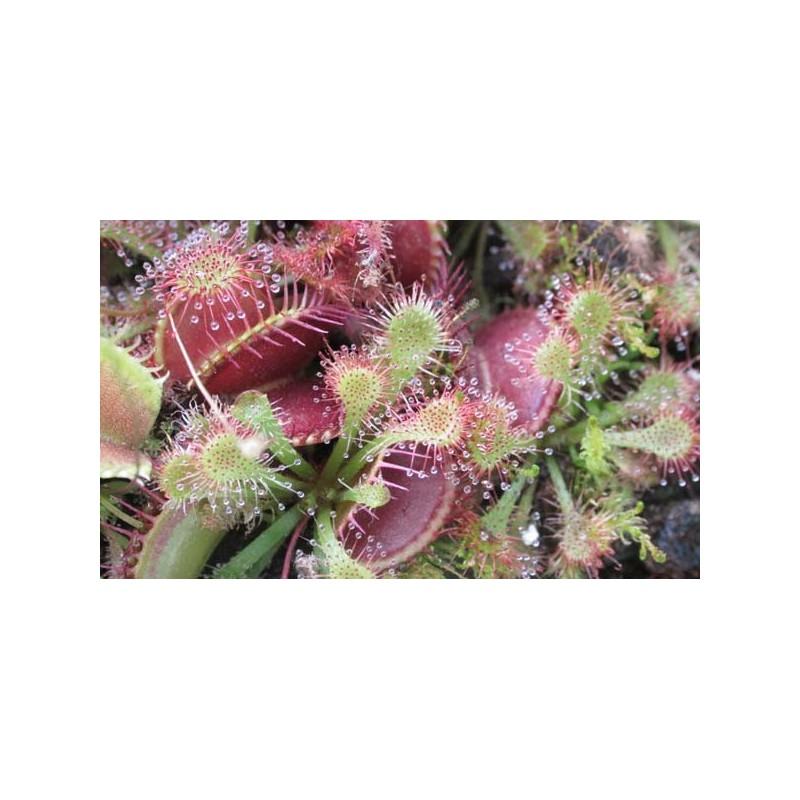 Pacote Inicial de Plantas Carnívoras