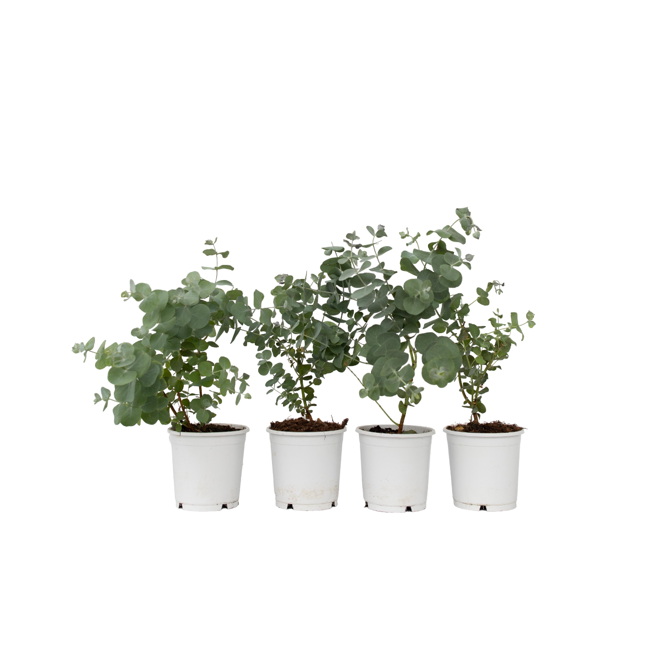 Eucalipto - 6 Pzs - Eucalyptus 'pulverulenta' - Altura 25-40cm - ⌀12cm_0