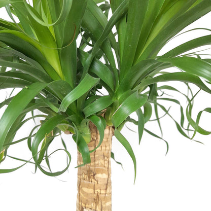 Beaucarnea Recurvata M32 140cm (pata De Elefante)_1