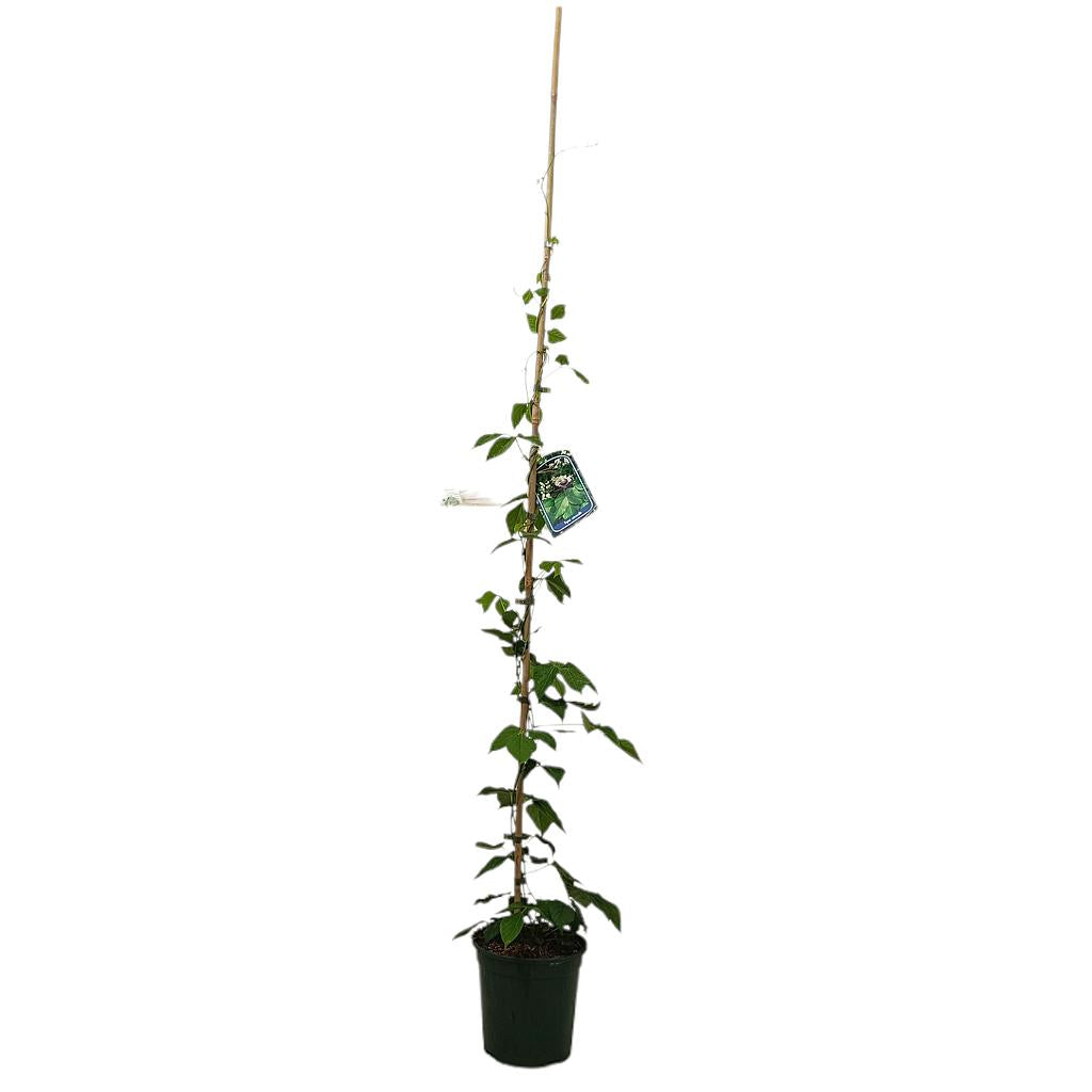 Vigna Caracalla M20 (flor Caracol)130-150cm_0
