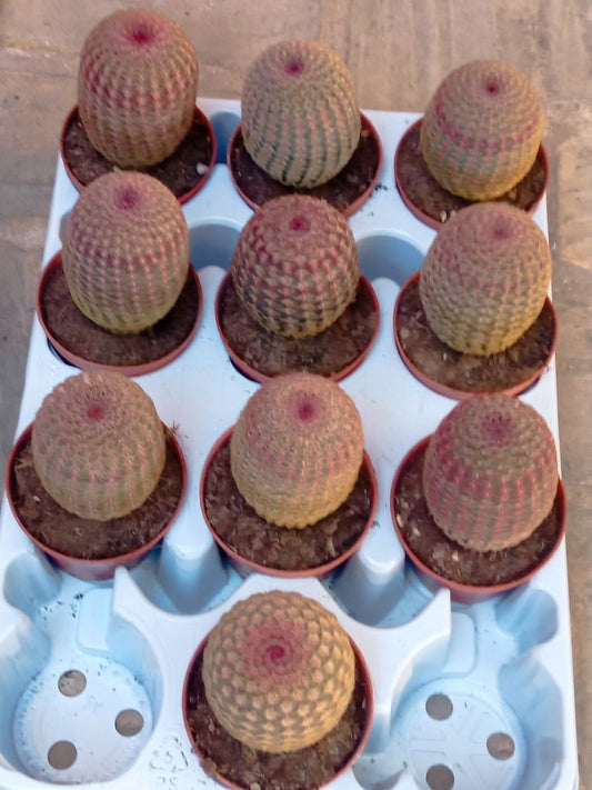 Cactus Rojo Rigidispinnus Ø8 Plantas Jovenes_0