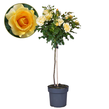 Rosa De Tallo - Rosa Palace ‘mysore’ - Altura 80-100cm - ⌀19cm_0