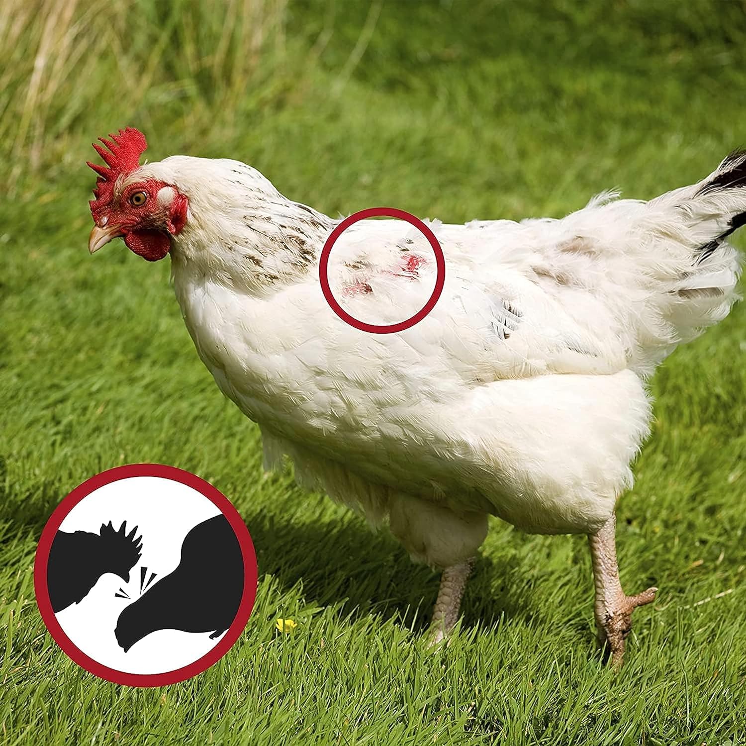 Anillas Antipicaje Para Perdices O Gallinas Y Faisanes (bolsa De 100 Unidades) - Tamaño Grande (2 Cm)_4