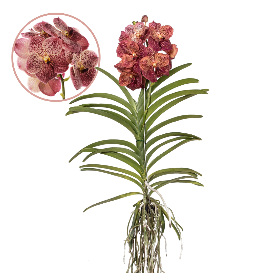 Orquídea Vanda - Vanda 'leopard Coral' - Altura 80-90cm_0