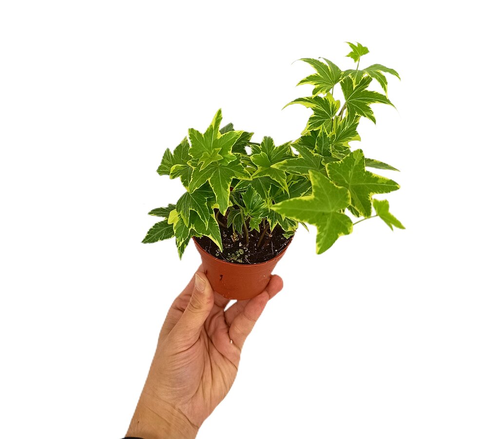 Hedera Helix Yellow Ripple M8_0