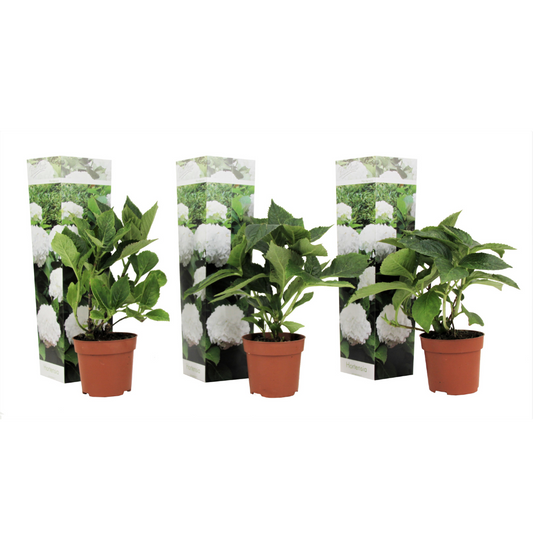 Hortensia - 3 Pzs - Hydrangea Macrophylla 'wudu' - Altura 25-40cm - ⌀9cm_0