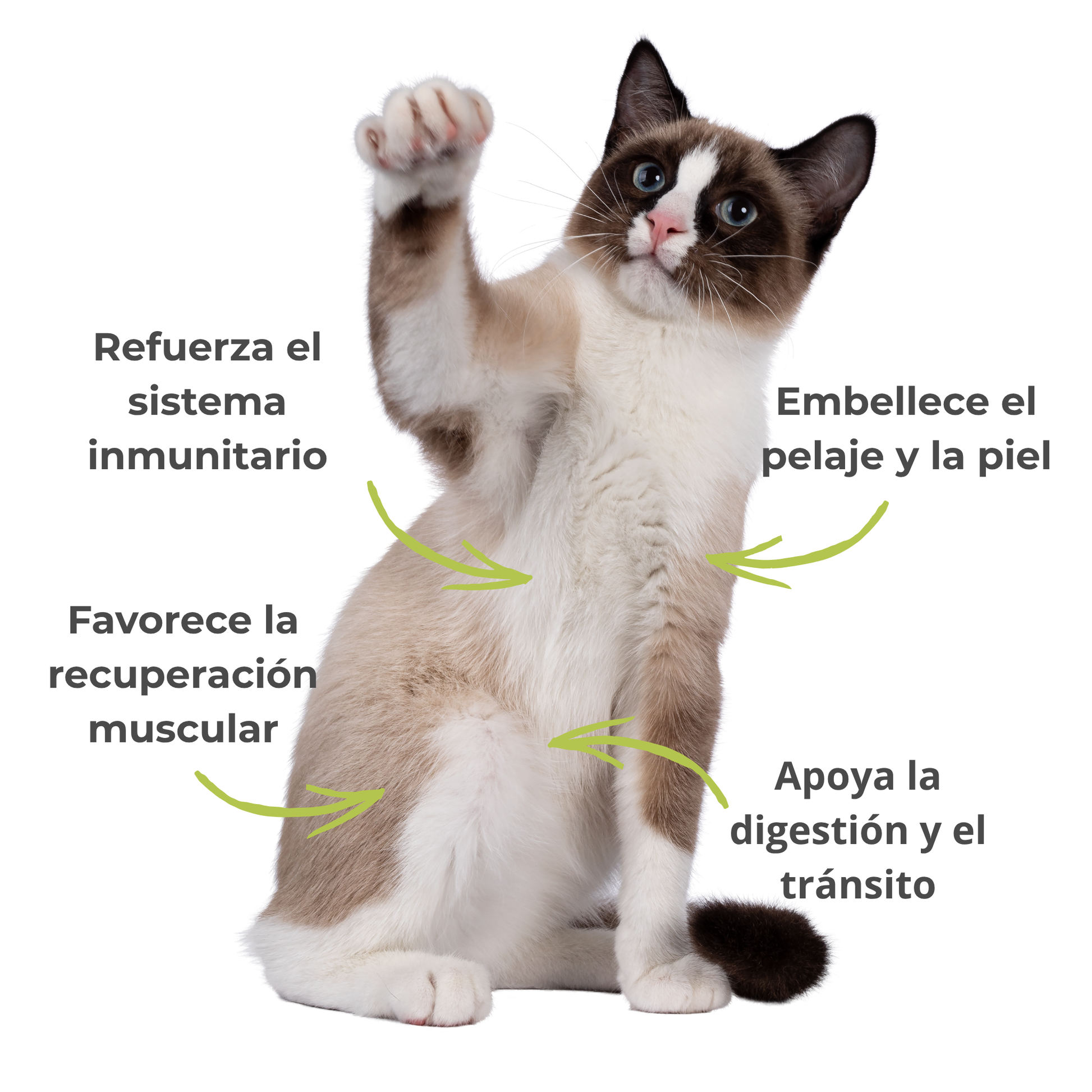 Suplemento natural para perros y gatos – Espirulina ECO Vitalidad & Defensas 100 g_3