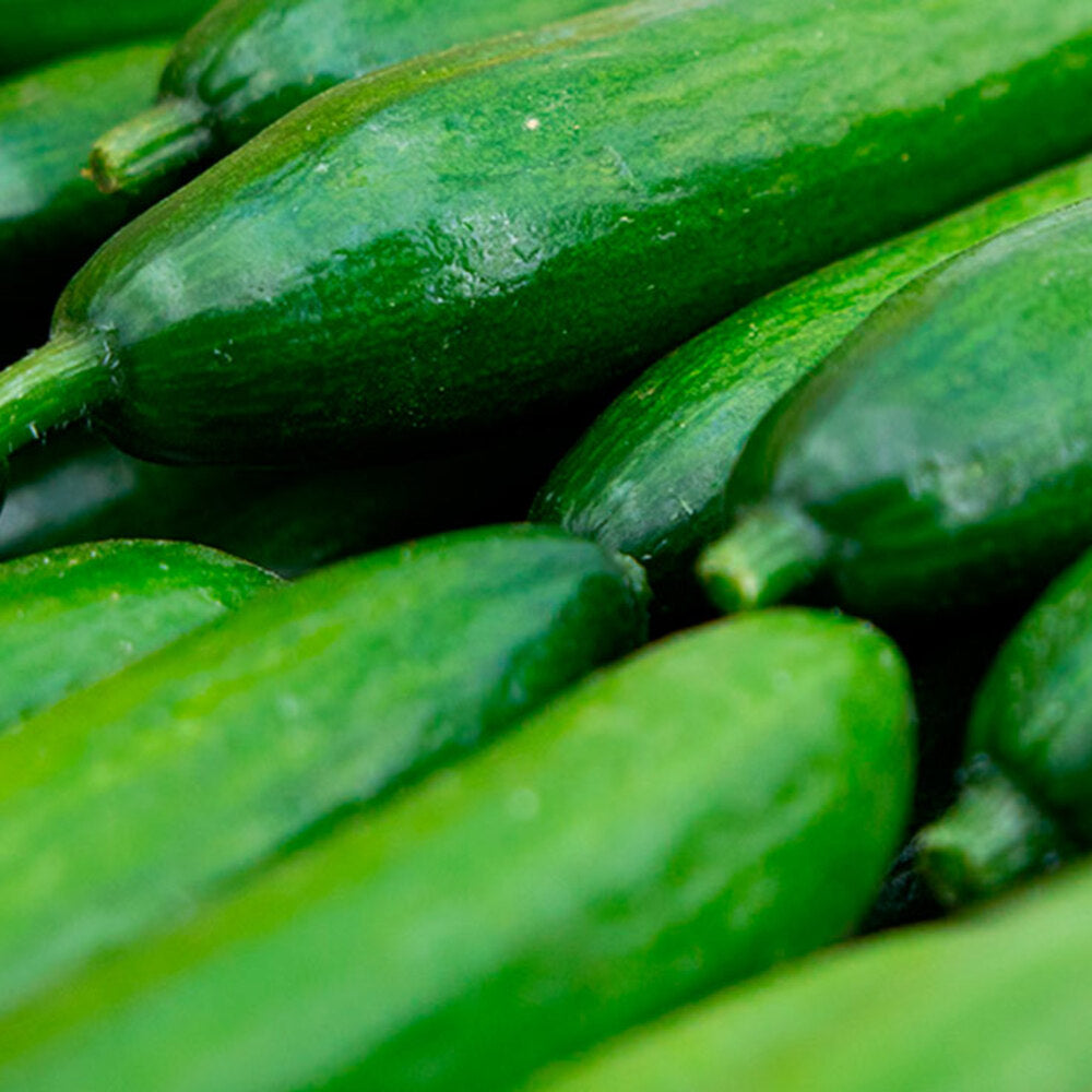 Pepino Mini 3kg Granada La Palma_3