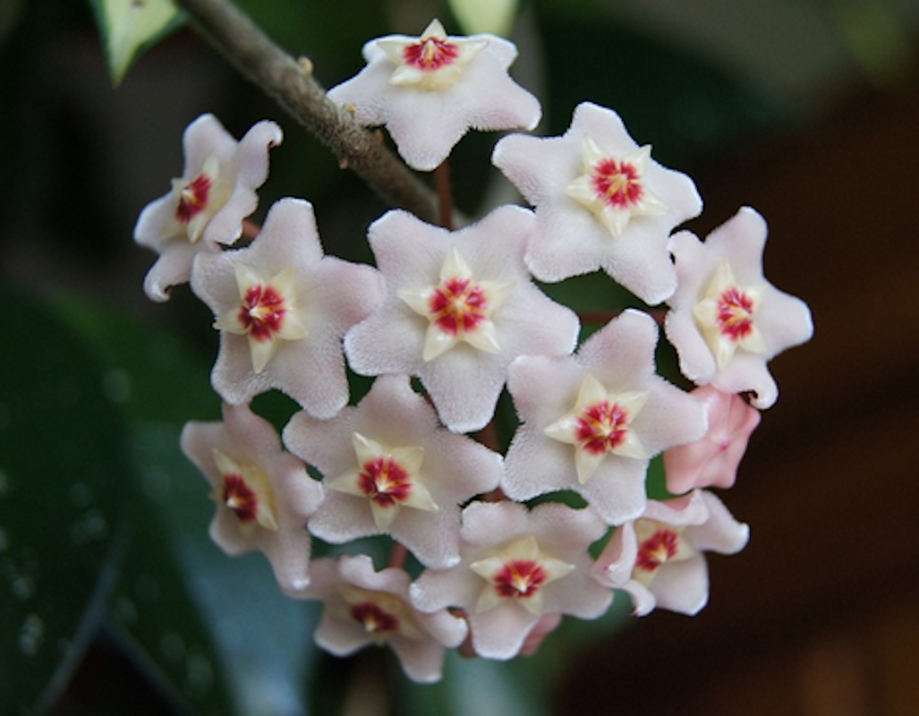 Hoya Carnosa O Flor De Nacar_1