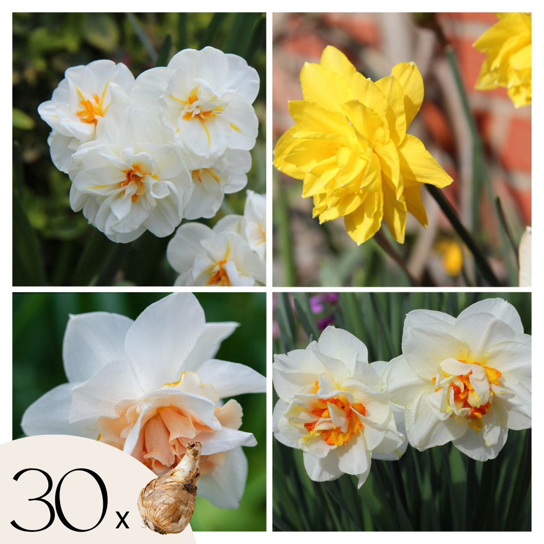 Bulbos De Narcisos - 30 Pzs - Narcissus 'double Mix' - Bulbos De Flores_0