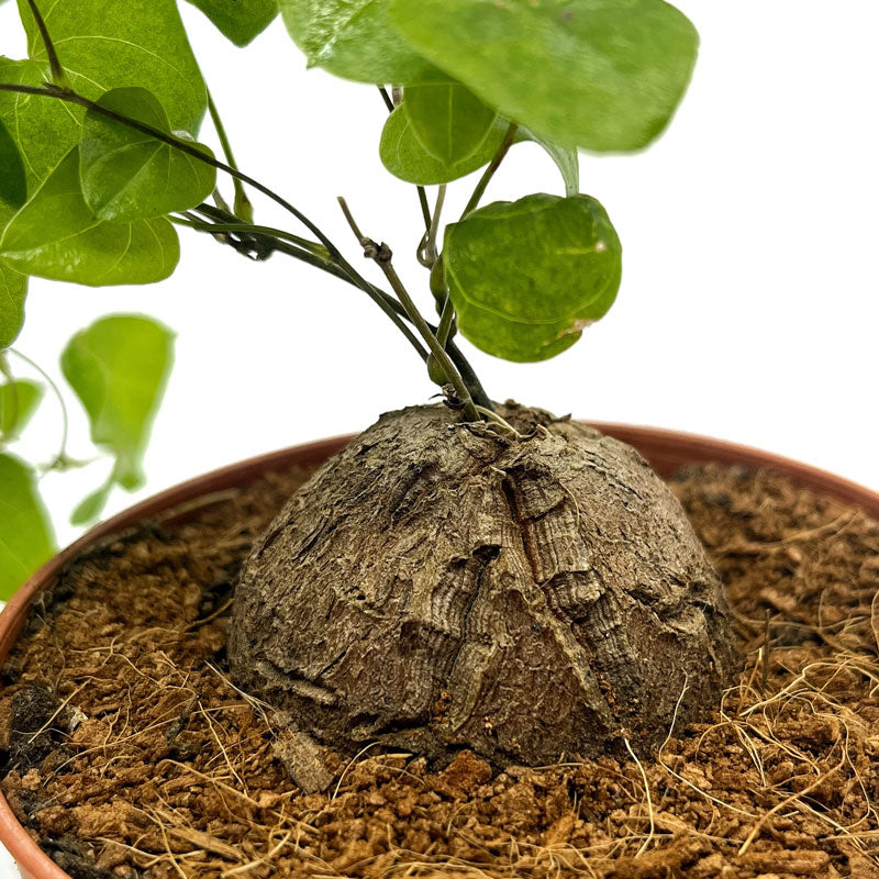 Dioscorea Elephantipes Cactus Y Suculentas M8,5 cm Ø_3