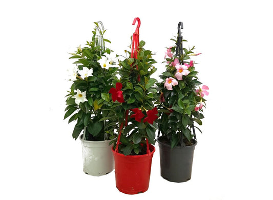 Dipladenia Piramide 75cm M20_0