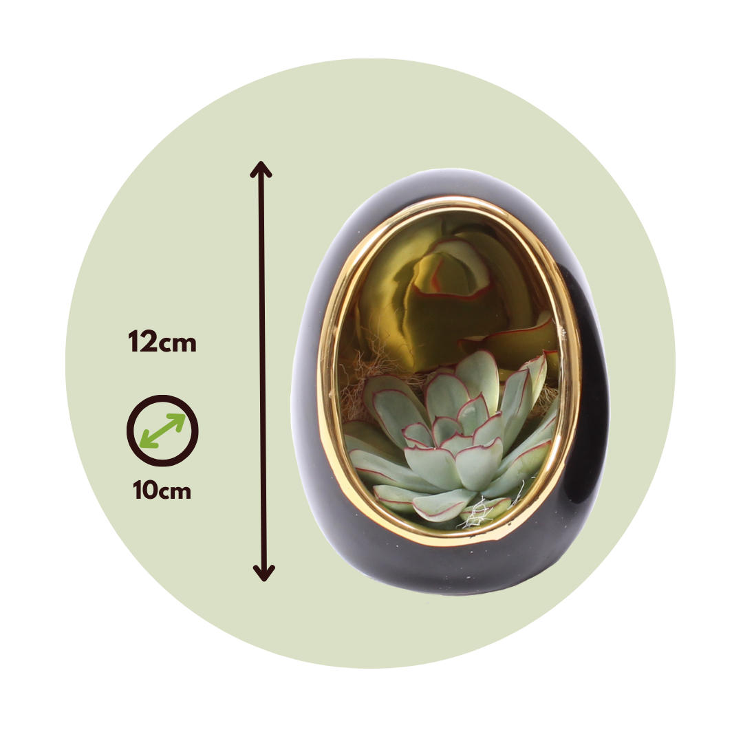 Huevo De Echeveria Dorado Negro - 2 Pzs - Echeveria Lilacina - Altura 12cm_2