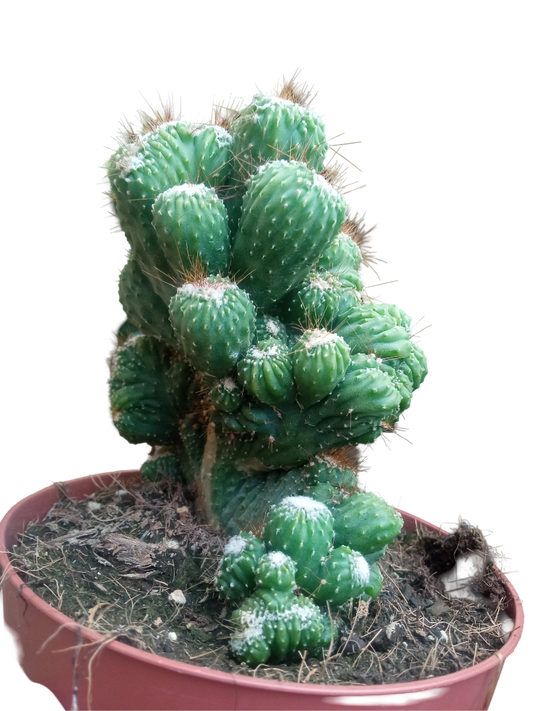 Cactus Cereus Peruvianus Monstruoso Ø13 Plantas Cristata_0