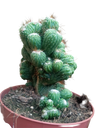Cacto Cereus Peruvianus Monstrooso Ø13 Plantas Cristata