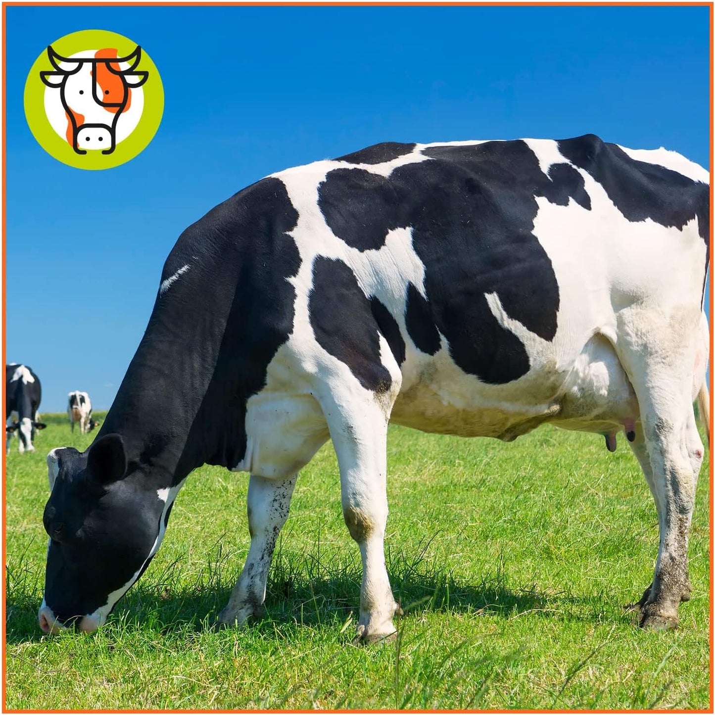 Pienso Ecológico para Vacas Lecheras 20kg alimentación Natural y Nutritiva_3