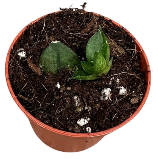 Planta Natural Sansevieria 'pyramid' 1 Ud Ø 6 Alt. 5_0