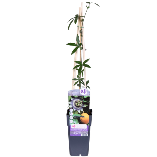 Passiflora Caerulea Pasionaria Planta Enredadera - 1 Und_0