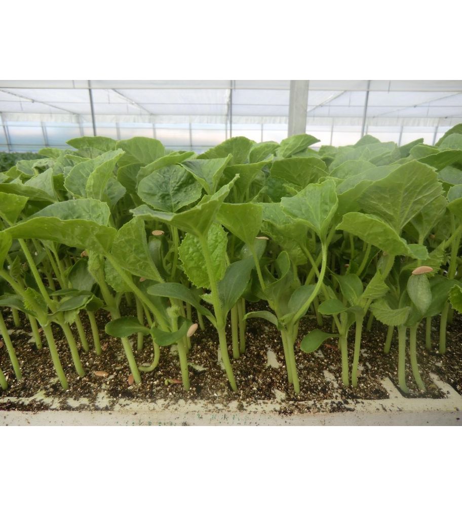 Plantón Melón Piel De Sapo (10 Unidades)_1