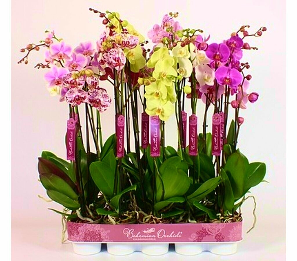 Phalaenopsis Bohemiam 3t M12_0