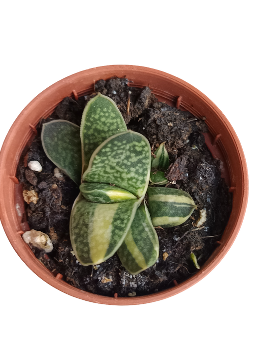 Gasteria Bicolor Planta Suculenta Ø5_0