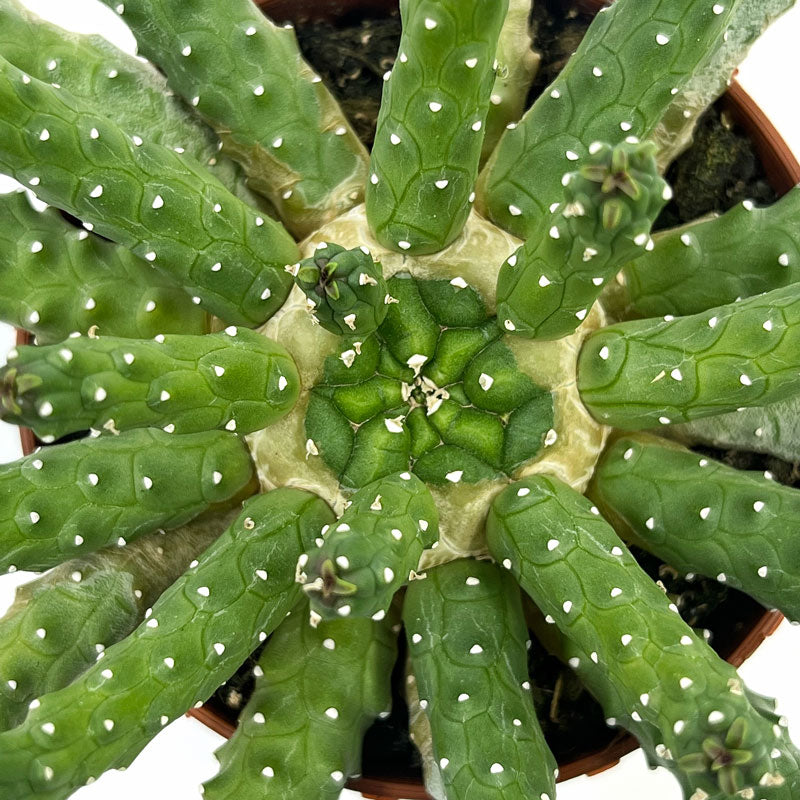 Euphorbia Inermis Cactus Y Suculentas M8,5 cm Ø_2
