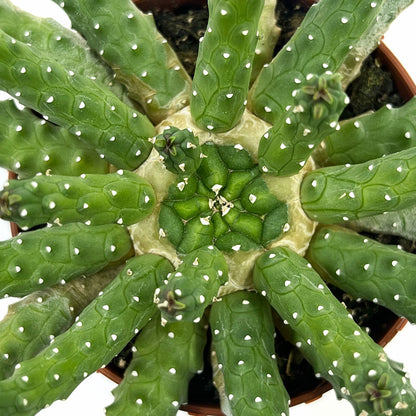 Euphorbia Inermis Cactus Y Suculentas M8,5 cm Ø_2