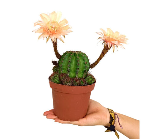 Echinopsis Sp M13_0