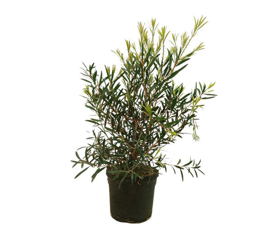 Callistemon Kings Park M19 70cm (limpiatubos)_0