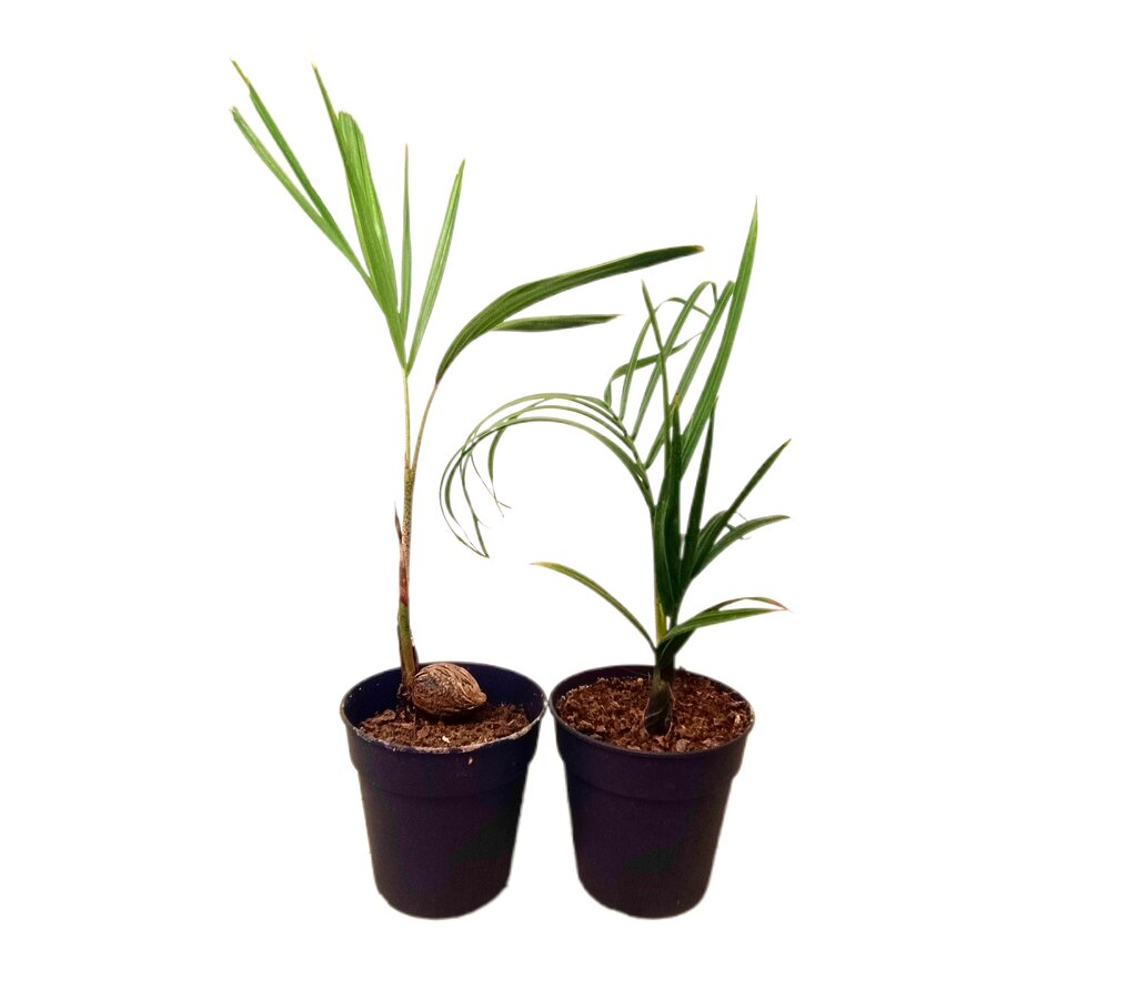 Pack De 2 Unidades De Neodypsis Decaryi Y Wodyetia Bifurcata M11_0