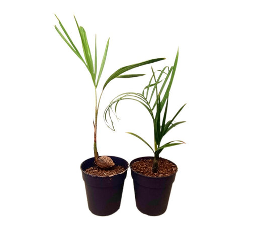 Pack De 2 Unidades De Neodypsis Decaryi Y Wodyetia Bifurcata M11_0