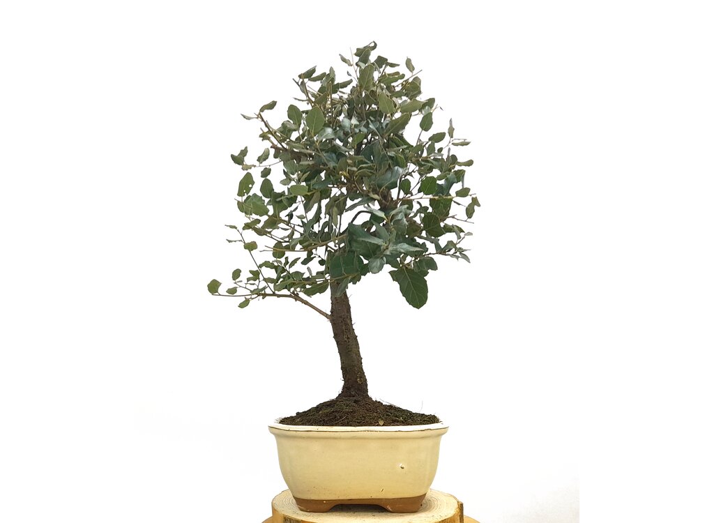 Bonsái Quercus Suber 7 Años (alcornoque Mediterráneo)_0