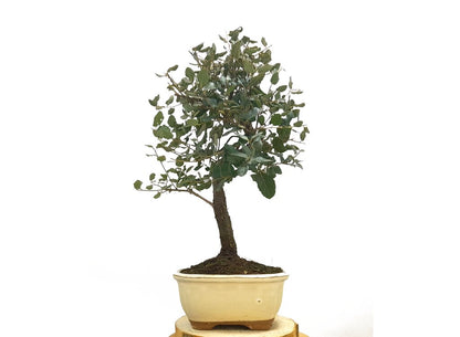 Bonsái Quercus Suber 7 Años (alcornoque Mediterráneo)_0