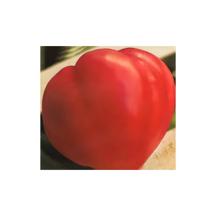 Plantón Tomate De Corazón De Buey (10 Unidades)_0