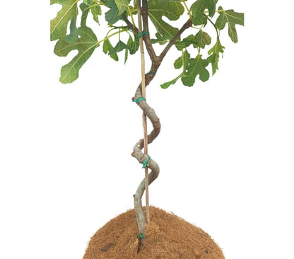 Ficus Sycomorus M30 55-65cm (higuera Espiral)_1