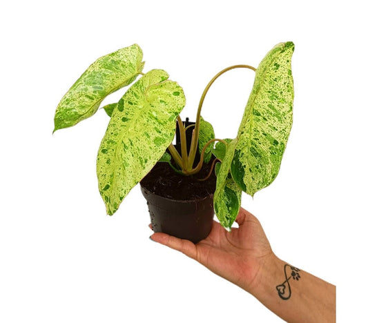 Philodendron Paraíso Verde M12 35cm_0