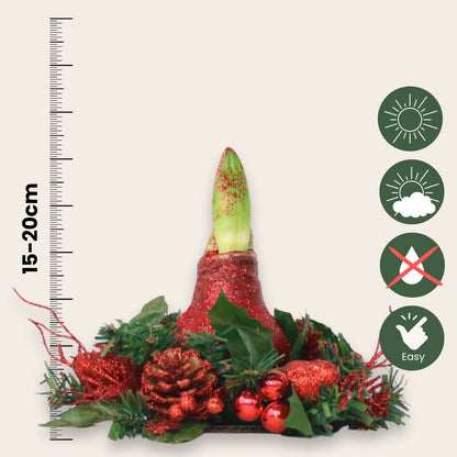Amarilis - Hippeastrum 'corona De Navidad' - Rojo_2