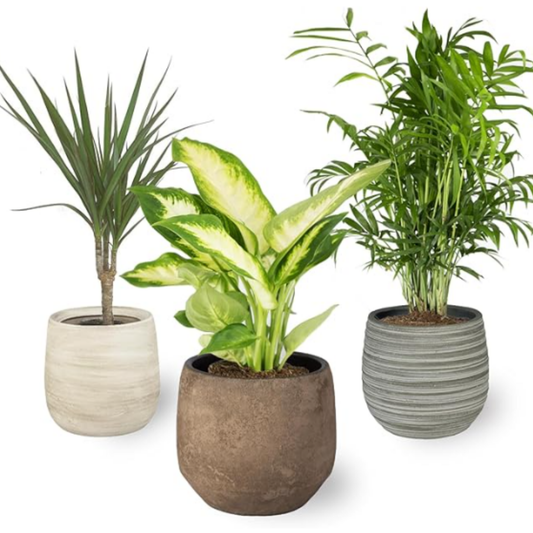 Smply - Set De 3, 1x Dieffenbachia, 1x Chamaedorea (mountain Palm) 1x Dracena Marginata (dragon Tree), 10-12cm_0