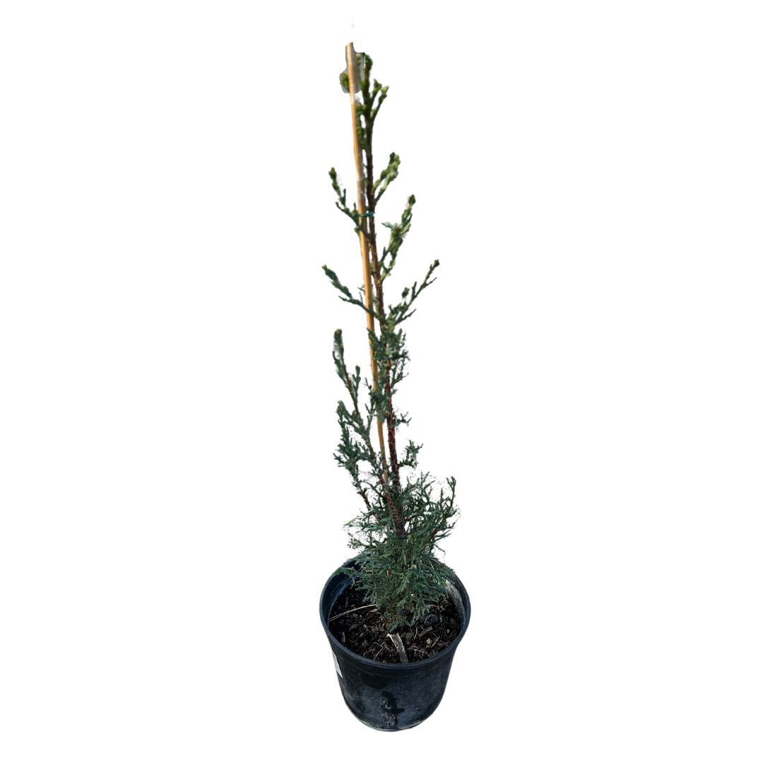 Ciprés Árbol Ornamental Para Jardines Y Paisajes (cupressus Spp.)_0