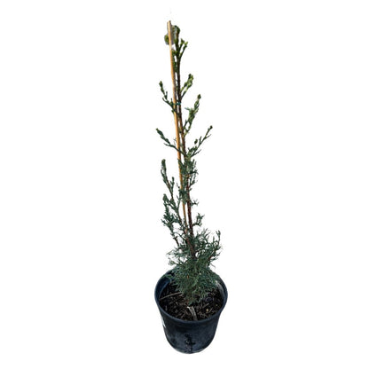 Ciprés Árbol Ornamental Para Jardines Y Paisajes (cupressus Spp.)_0