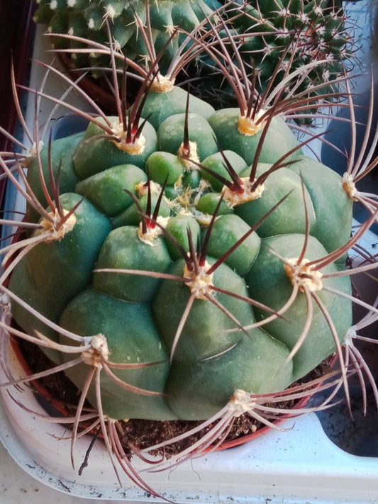 Planta Cactus Gymnocalycium Saginole Ø8 Cm_0