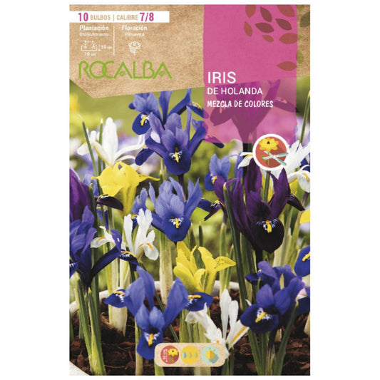 Mistura de bolbos de íris holandesa 10 unidades Rocalba