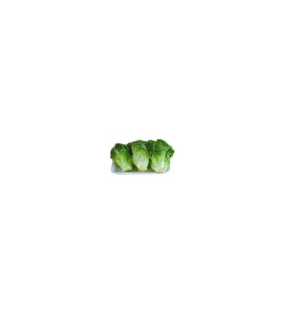 Plantón Lechuga Baby (10 Unidades)_2