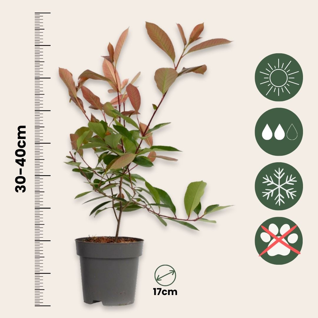Fotinia - 2 Pzs - Photinia Fraseri 'red Robin' - Altura 30-40cm - ⌀17cm_2