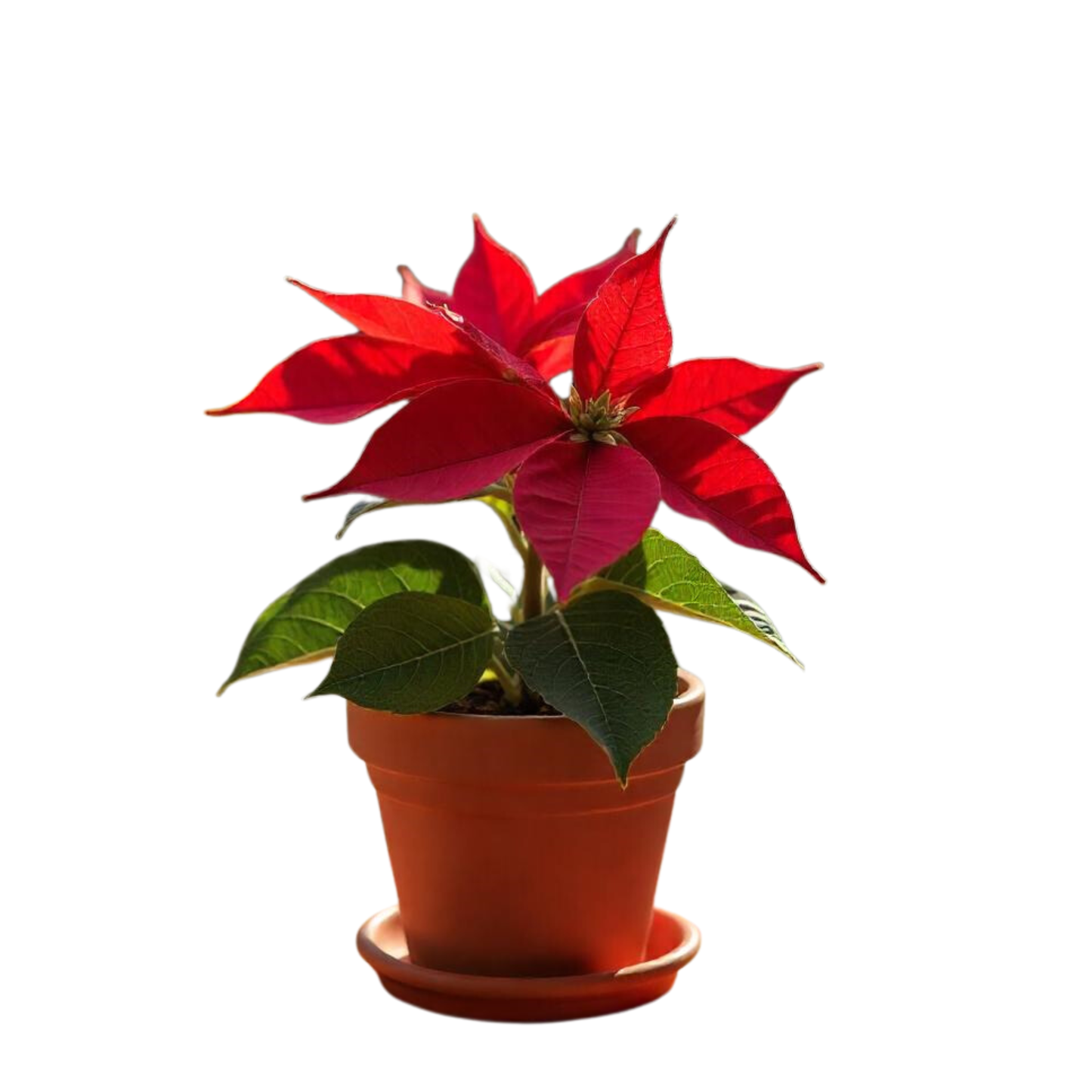 Smply. | Flor De Pascua Poinsettia En Maceta De 11cm | Fácil De Cultivar ( Uniflor )_2