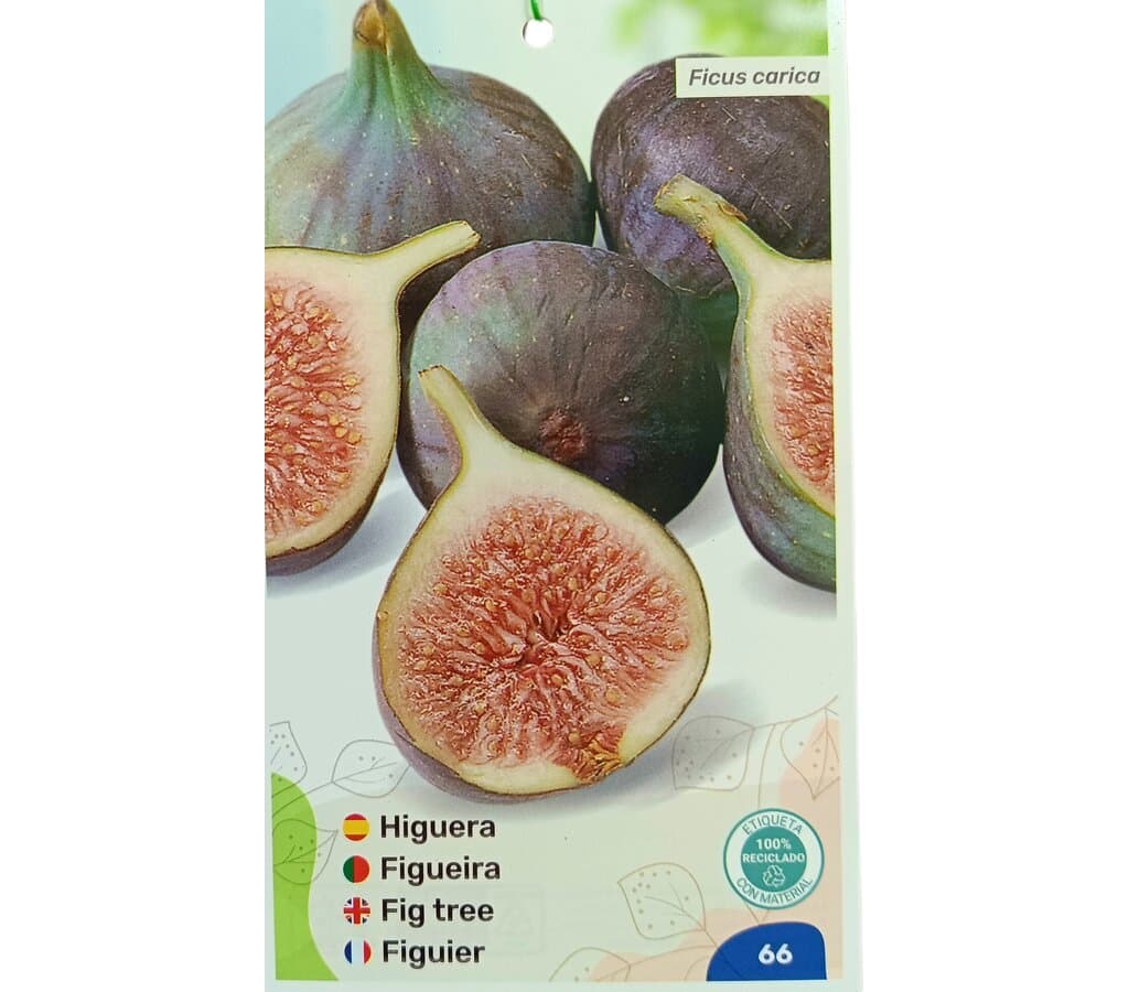 Higuera Napolitana M25_0